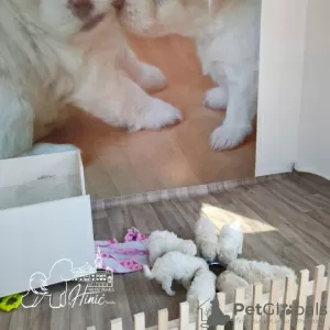 Additional photos: Bichon Frize puppies