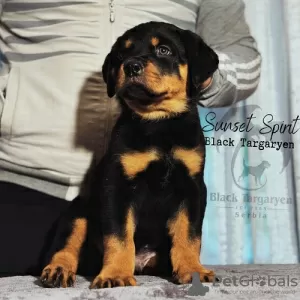 Photo №4. I will sell rottweiler in the city of Zrenjanin.  - price - Is free