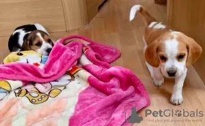 Additional photos: Beagle puppies