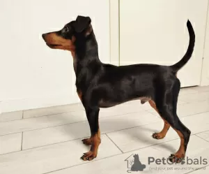 Photo №4. I will sell miniature pinscher in the city of Tallinn. private announcement - price - 845$