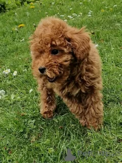 Photo №2 to announcement № 103675 for the sale of poodle (toy) - buy in Germany 