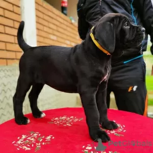 Photo №3. Cane corso puppies. Germany