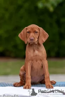 Photo №2 to announcement № 78252 for the sale of vizsla - buy in Belarus from nursery, breeder