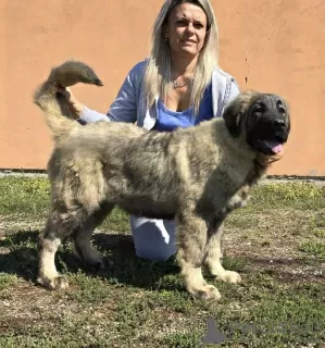 Photo №4. I will sell caucasian shepherd dog in the city of Нови Сад.  - price - Is free