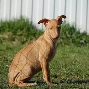 Additional photos: Pharaoh Hound, puppies