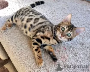 Photo №1. bengal cat - for sale in the city of Doha | negotiated | Announcement № 132067