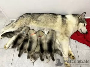 Photo №1. alaskan malamute - for sale in the city of Berlin | Is free | Announcement № 126568