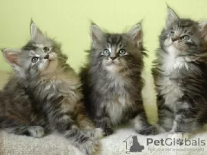 Photo №1. maine coon - for sale in the city of Anderlecht | Is free | Announcement № 116719