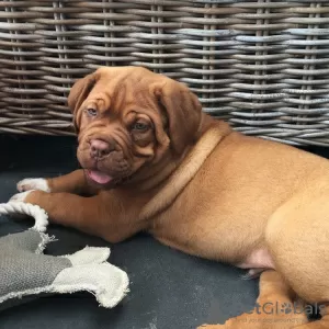 Photo №1. dogue de bordeaux - for sale in the city of Copenhague | 423$ | Announcement № 83356