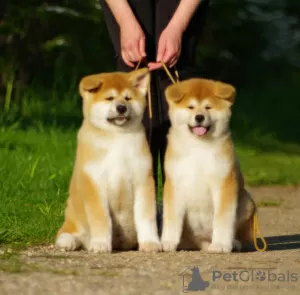 Additional photos: Akita inu puppies