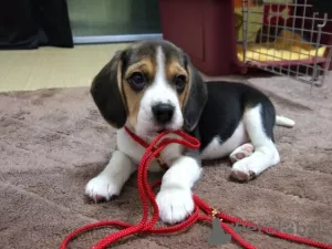 Photo №2 to announcement № 56467 for the sale of beagle - buy in Finland private announcement