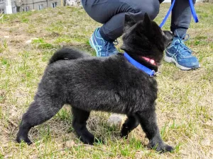 Additional photos: Schipperke (Schipperke)