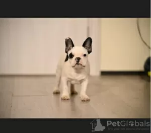 Photo №4. I will sell french bulldog in the city of Barič. breeder - price - negotiated