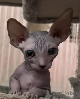 Photo №3. Canadian Sphynx kittens. Germany