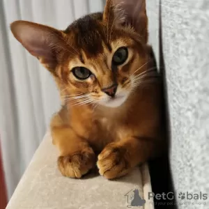 Additional photos: Elite Abyssinian kittens