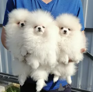 Additional photos: Pomeranian puppies