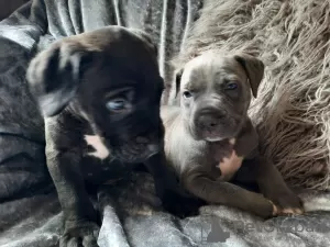 Photo №1. cane corso - for sale in the city of Gabčíkovo | 374$ | Announcement № 28987