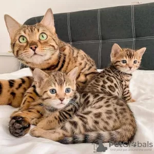 Photo №1. bengal cat - for sale in the city of Fallåker | 350$ | Announcement № 130582