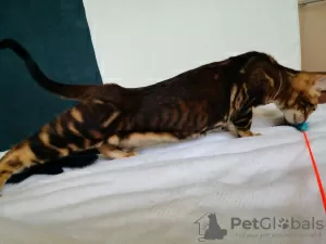 Additional photos: Bengal kittens