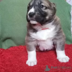 Photo №3. Central Asian shepherd puppy.. Russian Federation