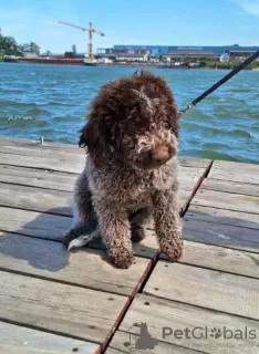 Photo №3. Lagotto Romagnolo puppies. Serbia