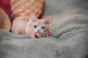 Photo №1. devon rex - for sale in the city of Москва | 100$ | Announcement № 20687