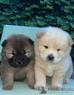 Additional photos: Chow Chow puppies for sale