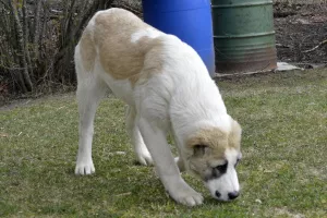 Additional photos: Sale of puppies of the Central Asian Shepherd Dog (Alabai).