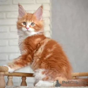 Photo №1. maine coon - for sale in the city of Амстердам | 264$ | Announcement № 121808