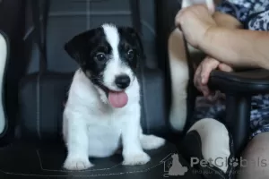 Additional photos: Jack Russell Terrier puppy