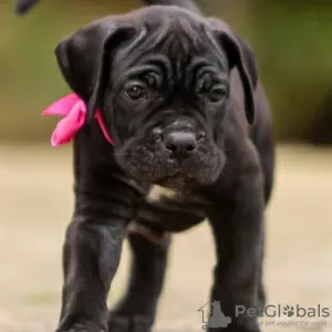 Photo №1. cane corso - for sale in the city of Kames | negotiated | Announcement № 120641