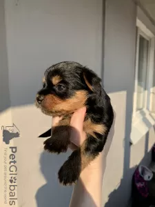 Additional photos: Yorkshire terrier puppies