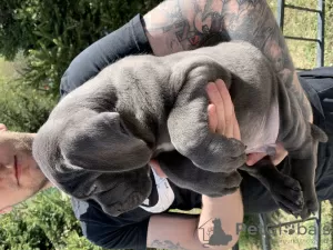 Photo №2 to announcement № 103208 for the sale of cane corso - buy in Russian Federation private announcement, from nursery