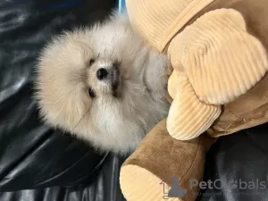 Photo №1. pomeranian - for sale in the city of Кортрейк | 1268$ | Announcement № 127324