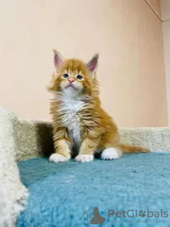 Photo №3. Healthy cute adorable and socialized Maine coon kittens. United Kingdom