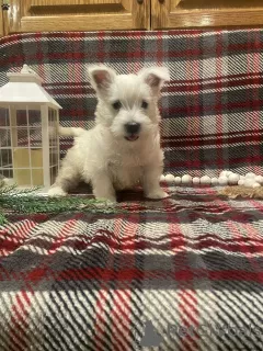 Photo №1. west highland white terrier - for sale in the city of Berlin | negotiated | Announcement № 44771