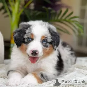 Additional photos: Bezaubernde Australian Shepherd-Welpen zu Verkaufen