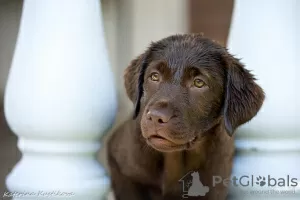 Photo №3. Labrador retriever puppies. Russian Federation