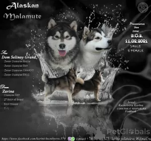 Photo №1. alaskan malamute - for sale in the city of Воткинск | 406$ | Announcement № 9244