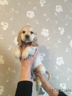 Photo №3. Handsome kid American Cocker Spaniel RKF. Russian Federation