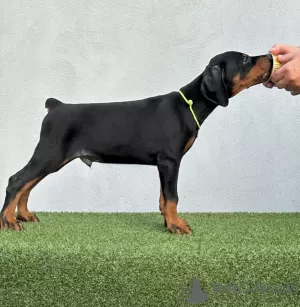 Photo №3. Doberman puppies for sale. Serbia