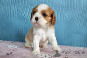 Photo №4. I will sell cavalier king charles spaniel in the city of Москва. breeder - price - 3254$