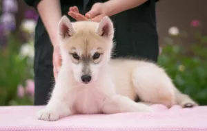 Photo №3. Puppies thoroughbred Siberian Husky. Russian Federation