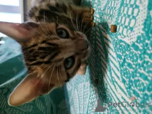 Additional photos: bengal kittens