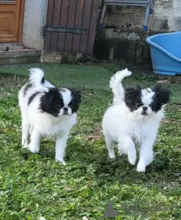 Photo №4. I will sell japanese chin in the city of Orsan. private announcement - price - negotiated