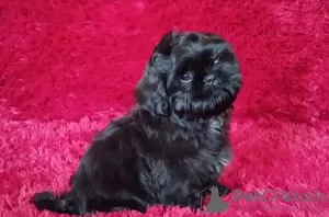 Photo №1. shih tzu - for sale in the city of Долинская | negotiated | Announcement № 51361