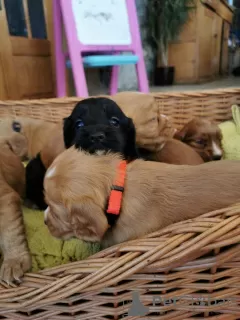 Additional photos: Beautiful Kc Reg Working Cocker Spaniel Puppies