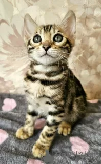 Photo №4. I will sell bengal cat in the city of Melk. private announcement - price - 423$