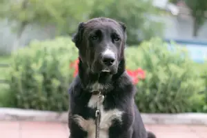 Photo №1. central asian shepherd dog - for sale in the city of Grodno | negotiated | Announcement № 3082