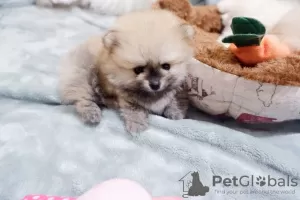 Additional photos: Beautiful Pomeranian Puppies Girls